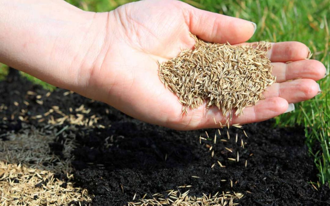 TEMPERATURE FOR YOUR SEEDS