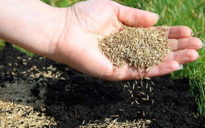 TEMPERATURE FOR YOUR SEEDS