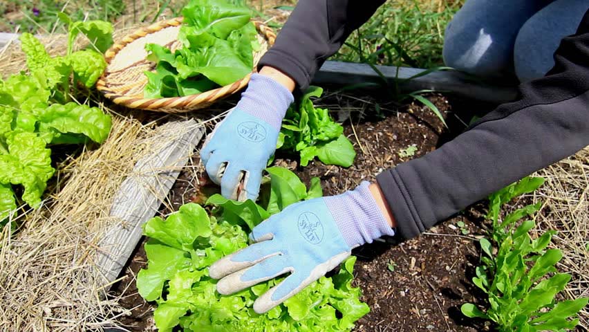 GARDENING